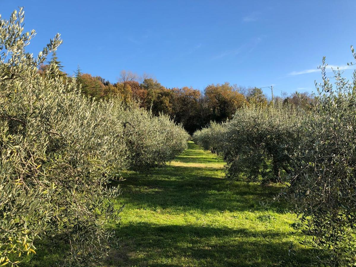 La Tenuta Del Giglio Villa Tavullia Eksteriør billede